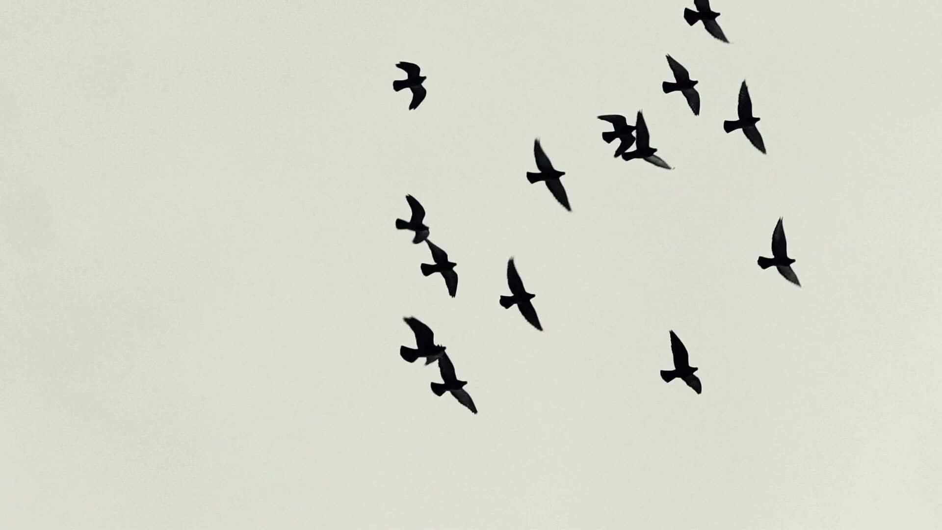 Réalisateur à Strasbourg : plan de film, envol d’oiseaux noirs dans un ciel clair